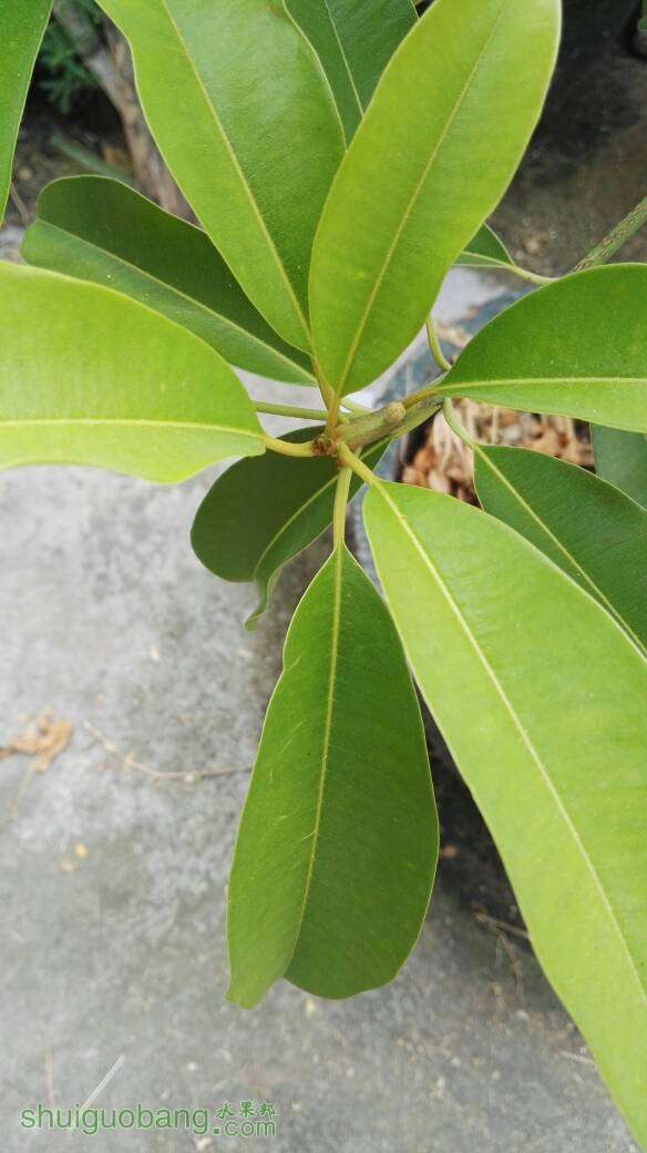 越南人心果是不是要开花了