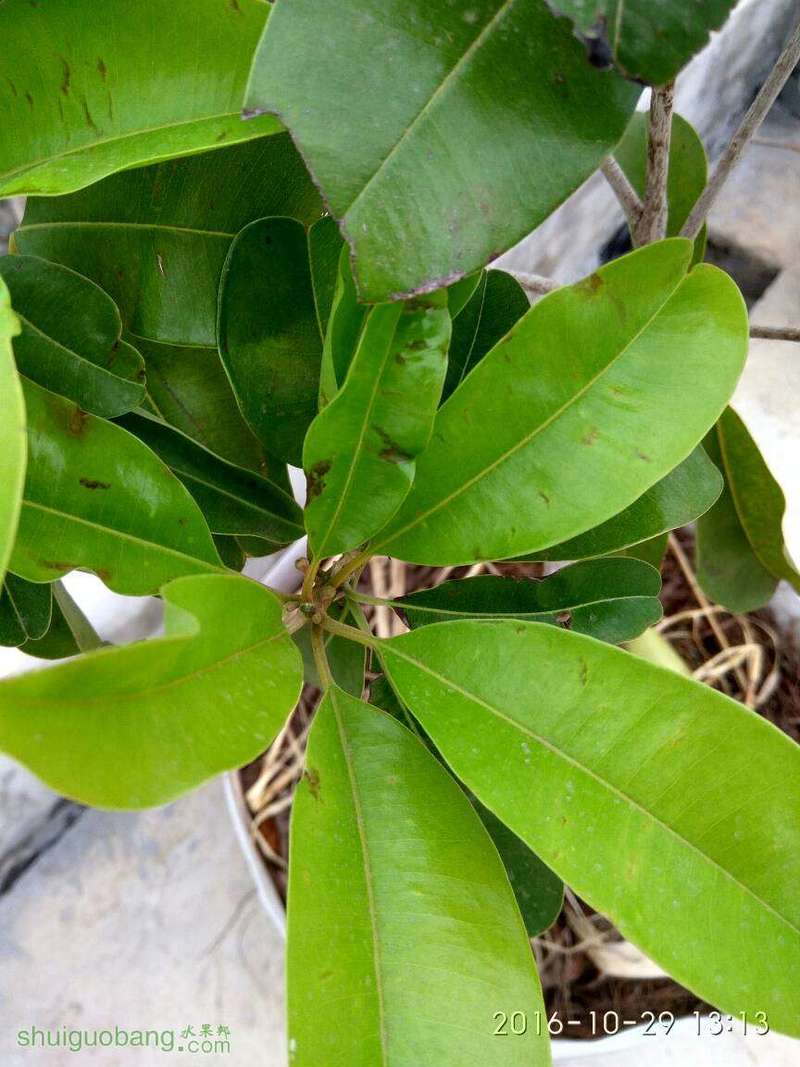 越南人心果是不是要开花了