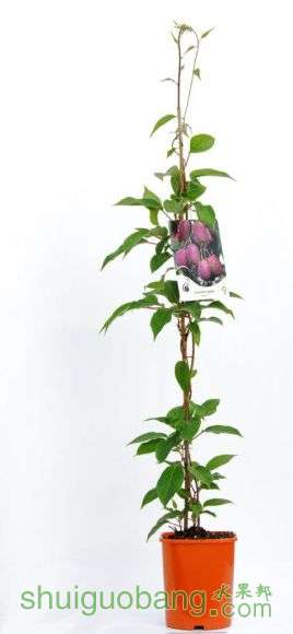 Actinidia C2 �������ǩ.jpg