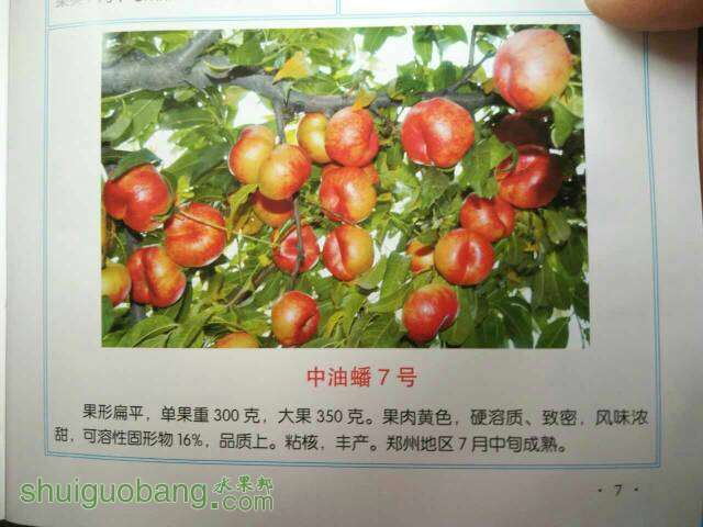 223920sf6b6f0770bmrivt.jpg