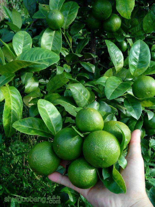 广东土柠檬