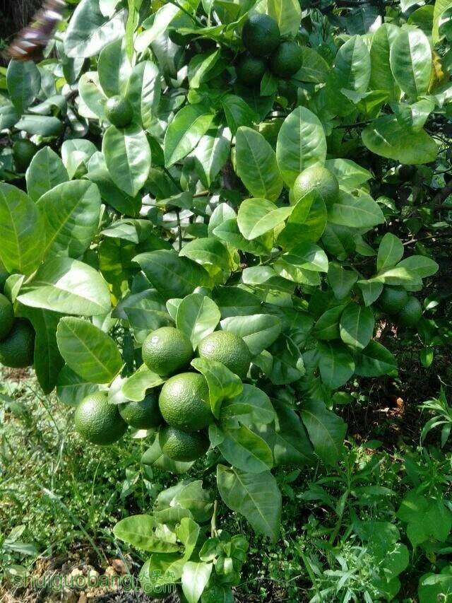 广东土柠檬
