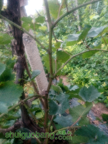 IMG_20160808_163113.jpg