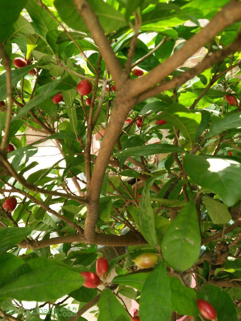 论坛 69 ≡果树导航≡ 69 核果类讨论区 69 神秘果(mysterious