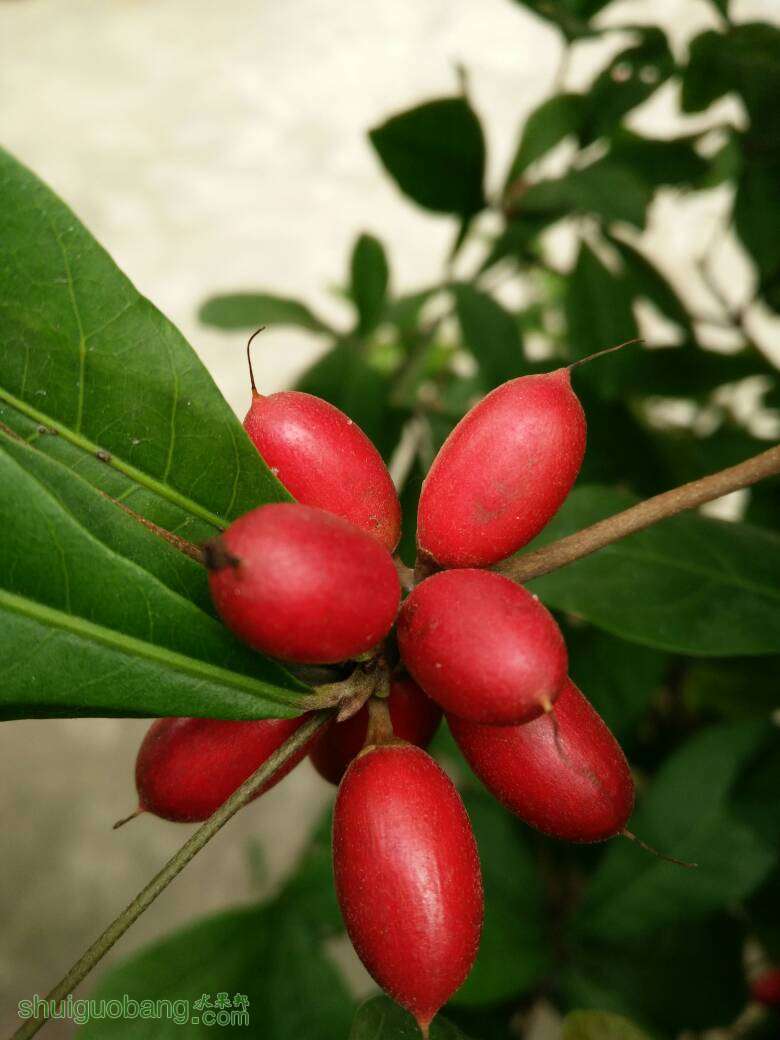 神秘果 - 神秘果(mysteriousfruit) - 水果邦农人之家论坛