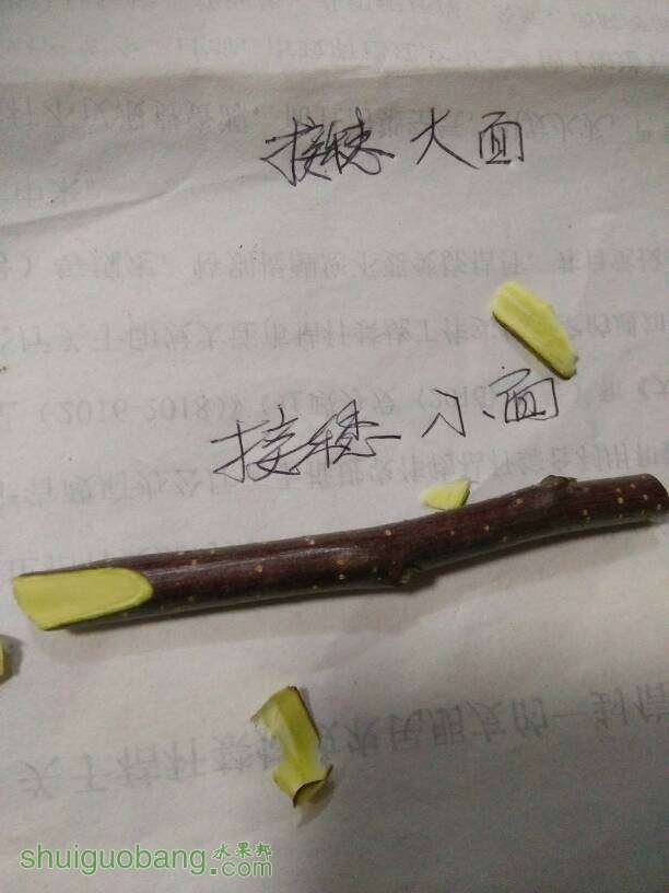 172534p9itigk9ntxl9txy.jpg