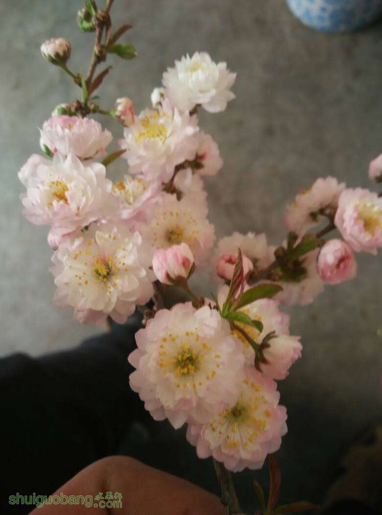 090337rzprrx18unsqts1x.jpg