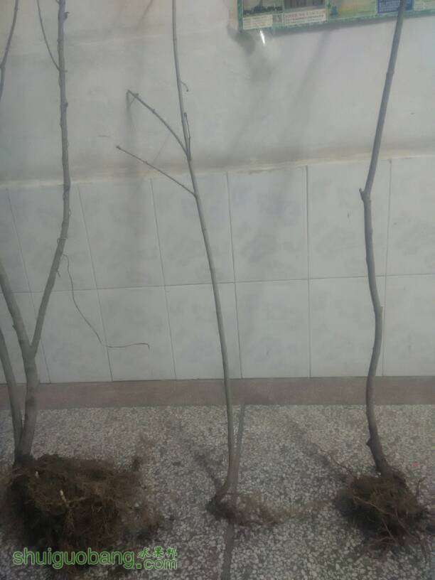 101320zcdihchhha0ezdan.jpg