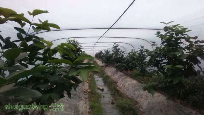 130645vgi3j3zonagg88jj.jpg