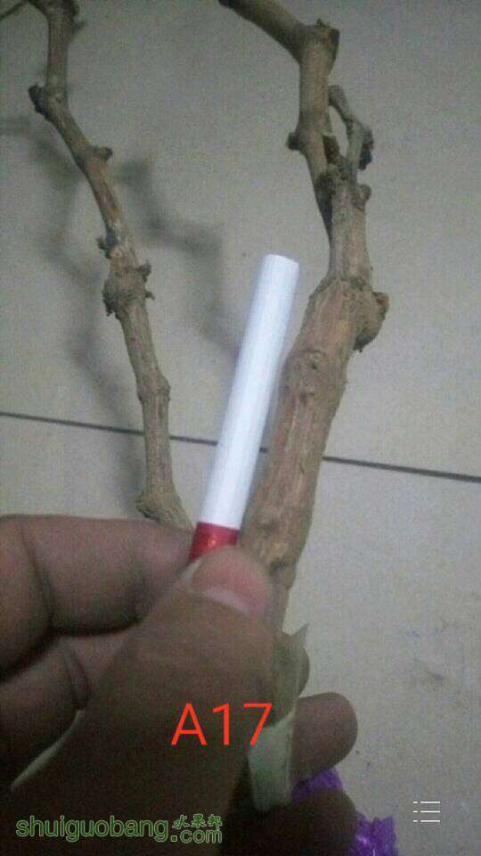 034202sy6k3tkffnoozot6.jpg
