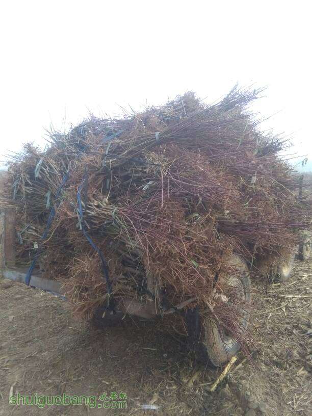 141548nyffjaf2jgbvfyuk.jpg