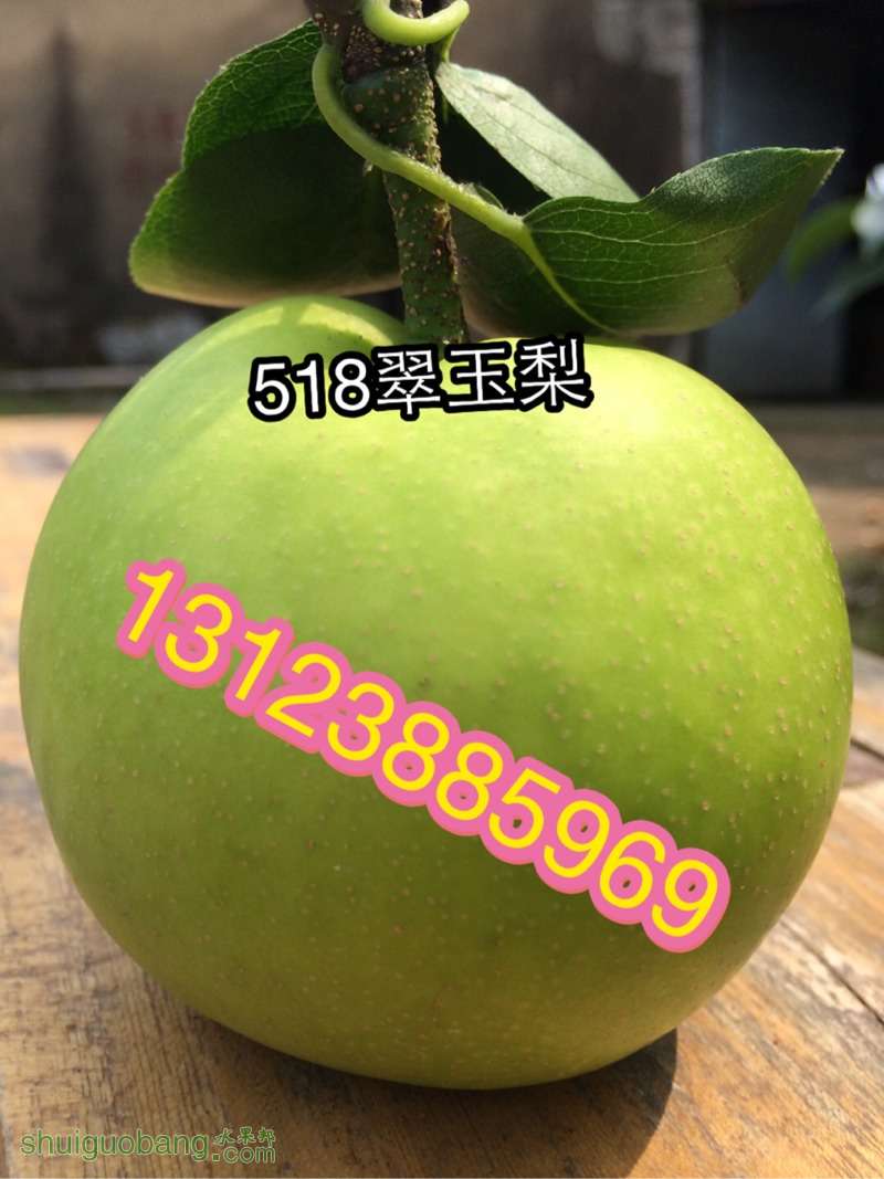 173017wnr01or5s11b000a.jpg