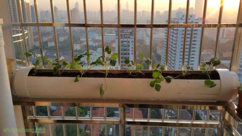 084456zjttx3ab9tswo2sj.jpg