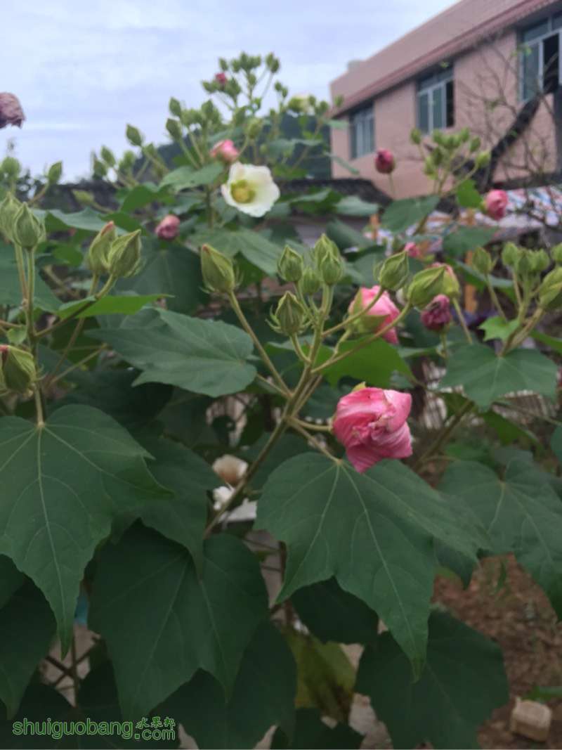 165144dtm5fhkjhhhpshcp.jpg