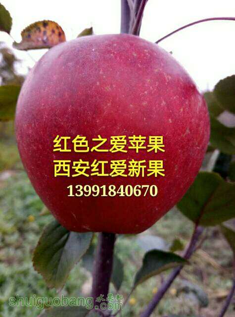 084728pql1b2262bbb6zll.jpg