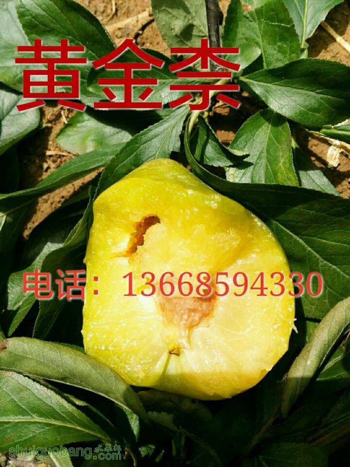 002913smxmrtfymyu4gmpf.jpg