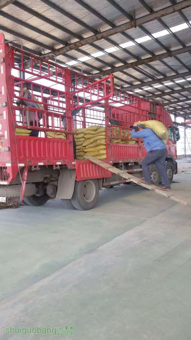 182605cwgw9wnwagcnijin.jpg