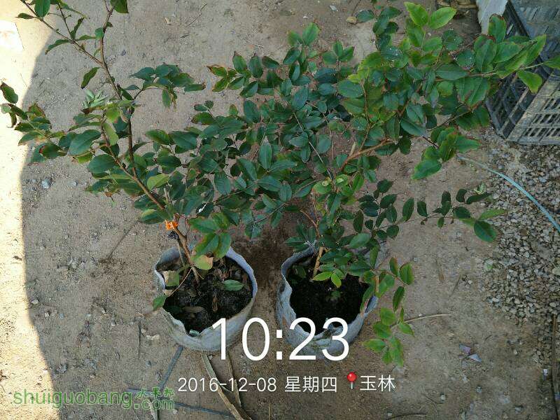 105816am7ummp1mxhn17yj.jpg