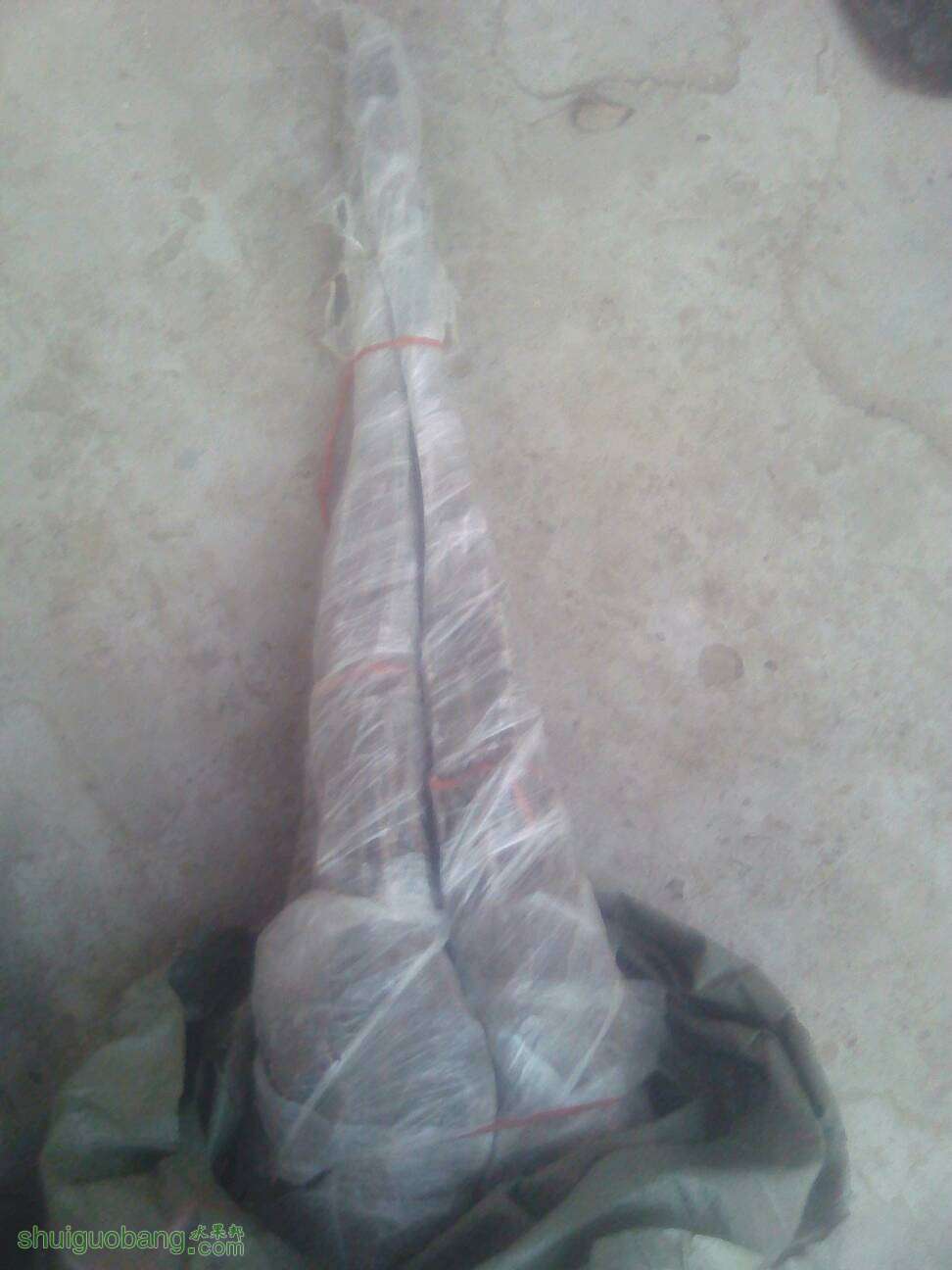 174350axc9sl1tgxe5tdxz.jpg