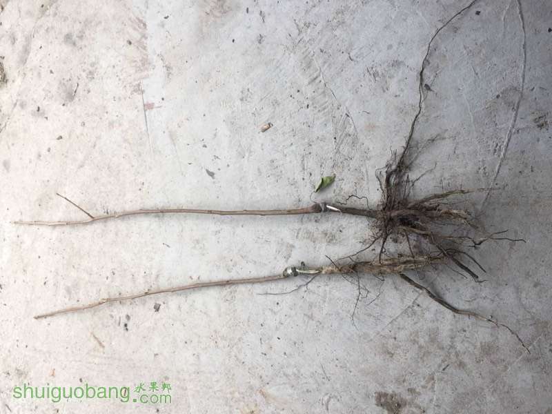 163533kabap6mapbpnprmb.jpg