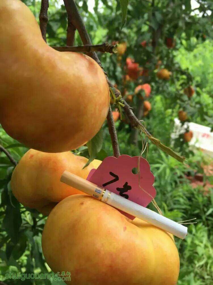 185753vfmefxm08e8zx0df.jpeg