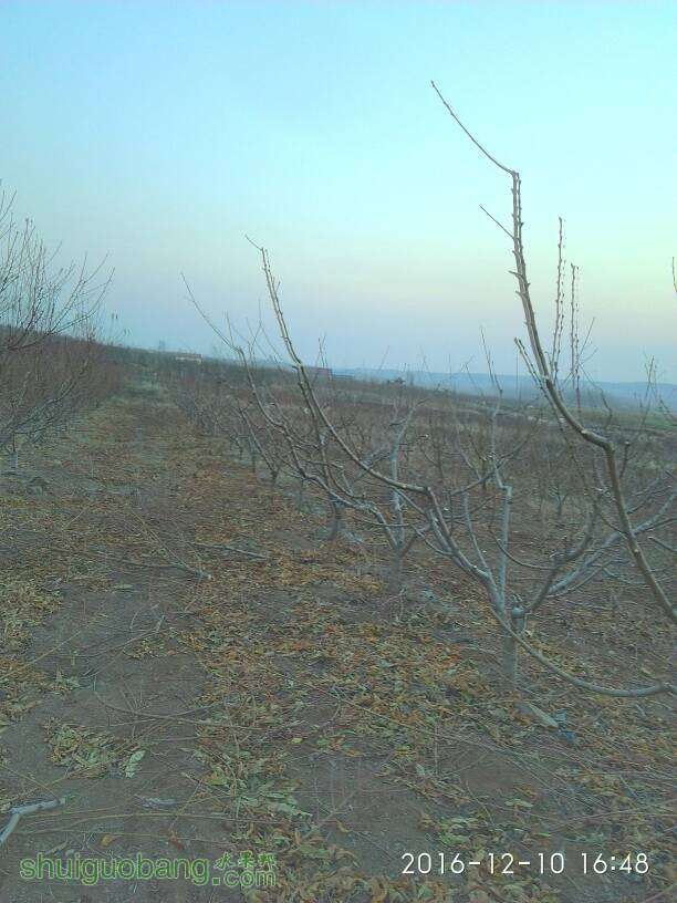 060355m8ippilp9rrp3es9.jpg