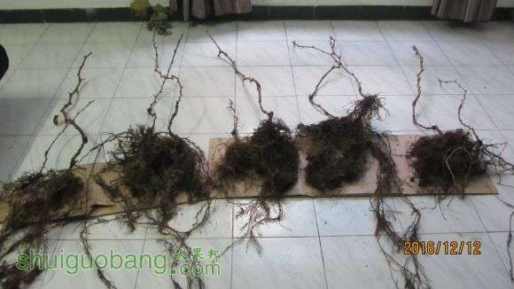 Ƭ 091.jpg