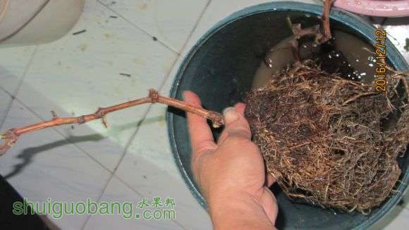 Ƭ 096.jpg