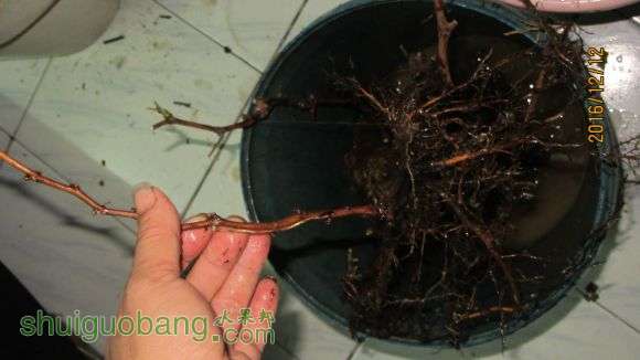 Ƭ 097.jpg
