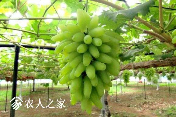 weplant-web-247-1-1478778692183-640x427.jpg