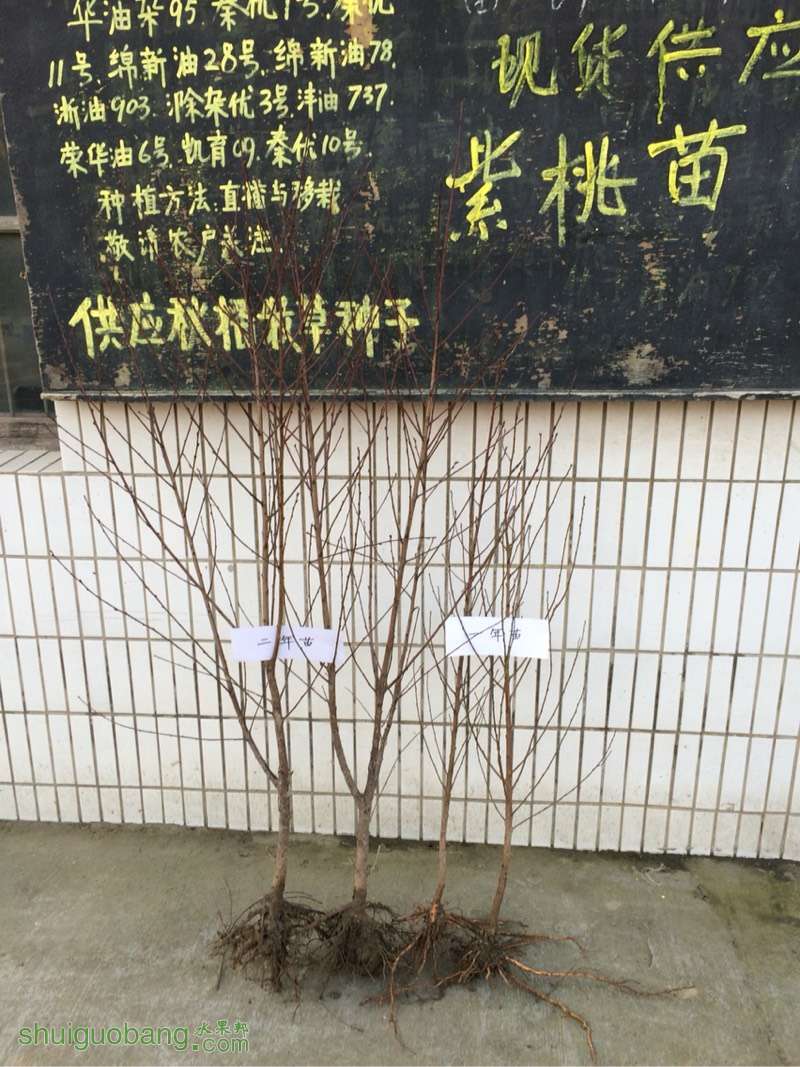 190545q096x6y6y63ycym0.jpg