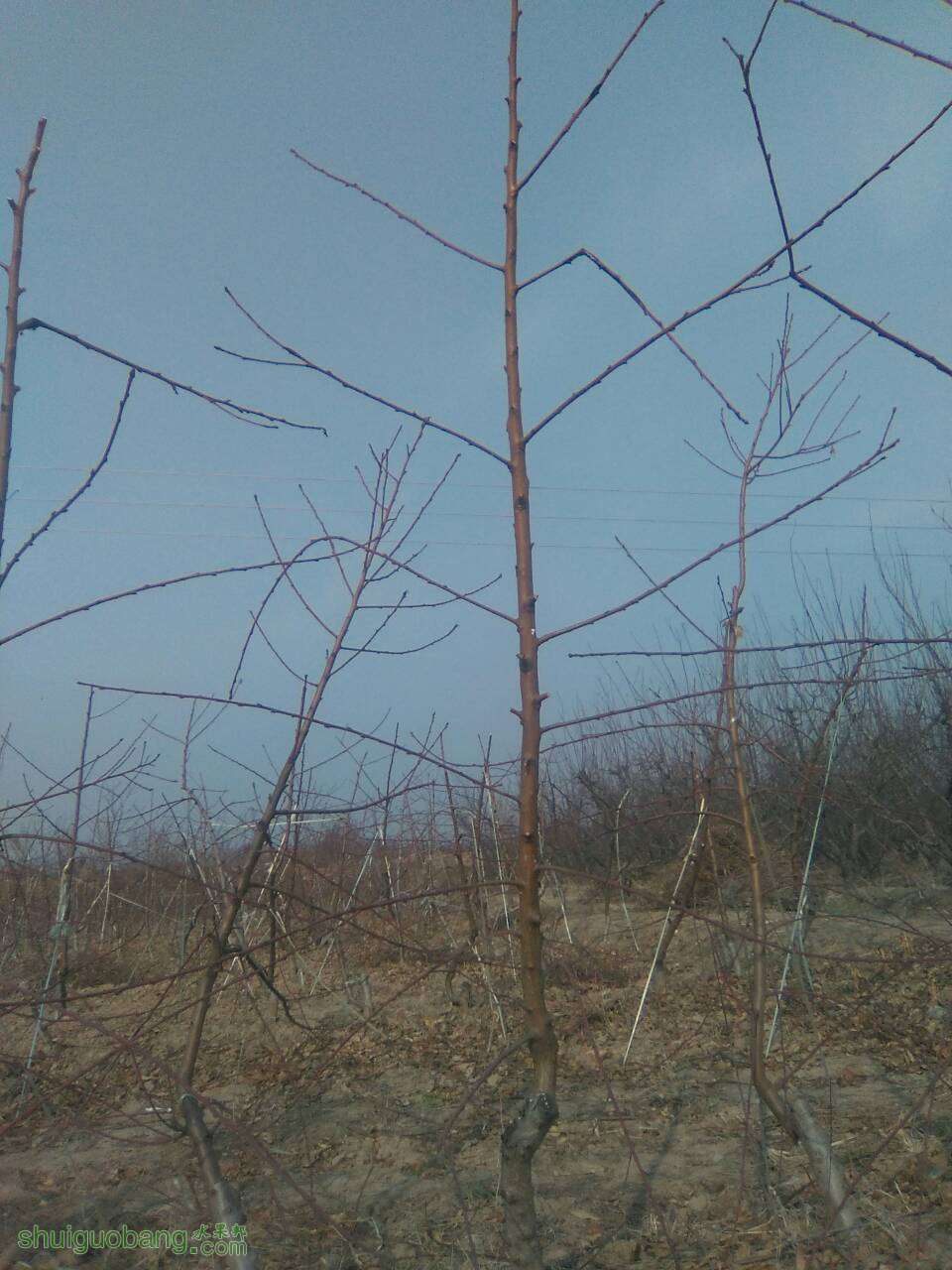 235214tbbedibjdzmrodai.jpg