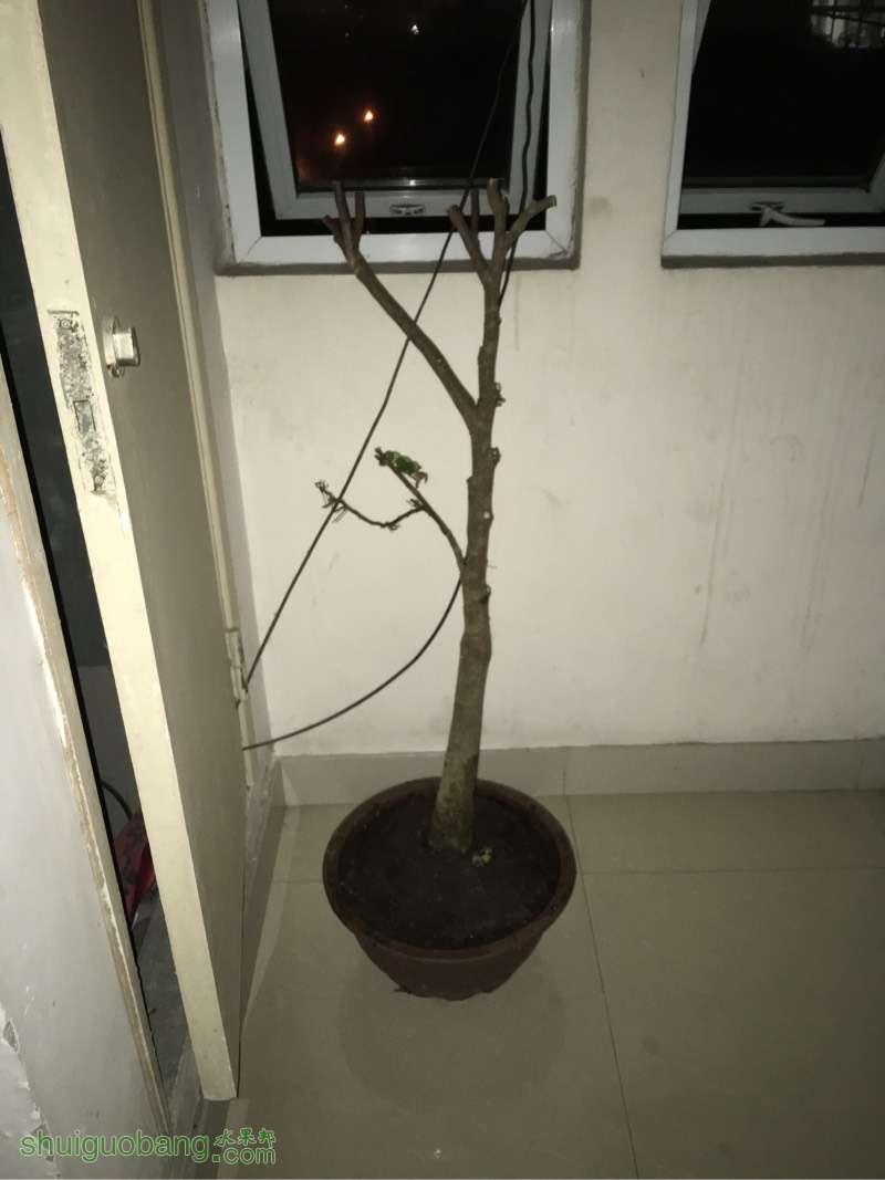 221156qipr2piningrtu91.jpg
