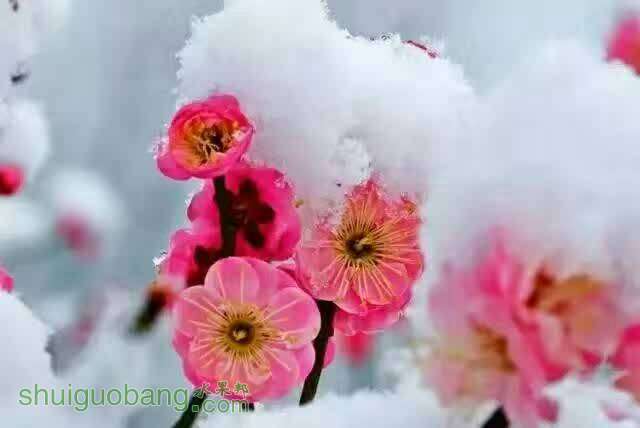 朝鲜战争中的英雄