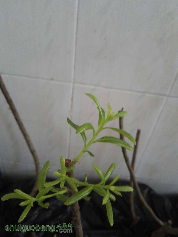 081330bx5w8wy225sstzsw.jpg