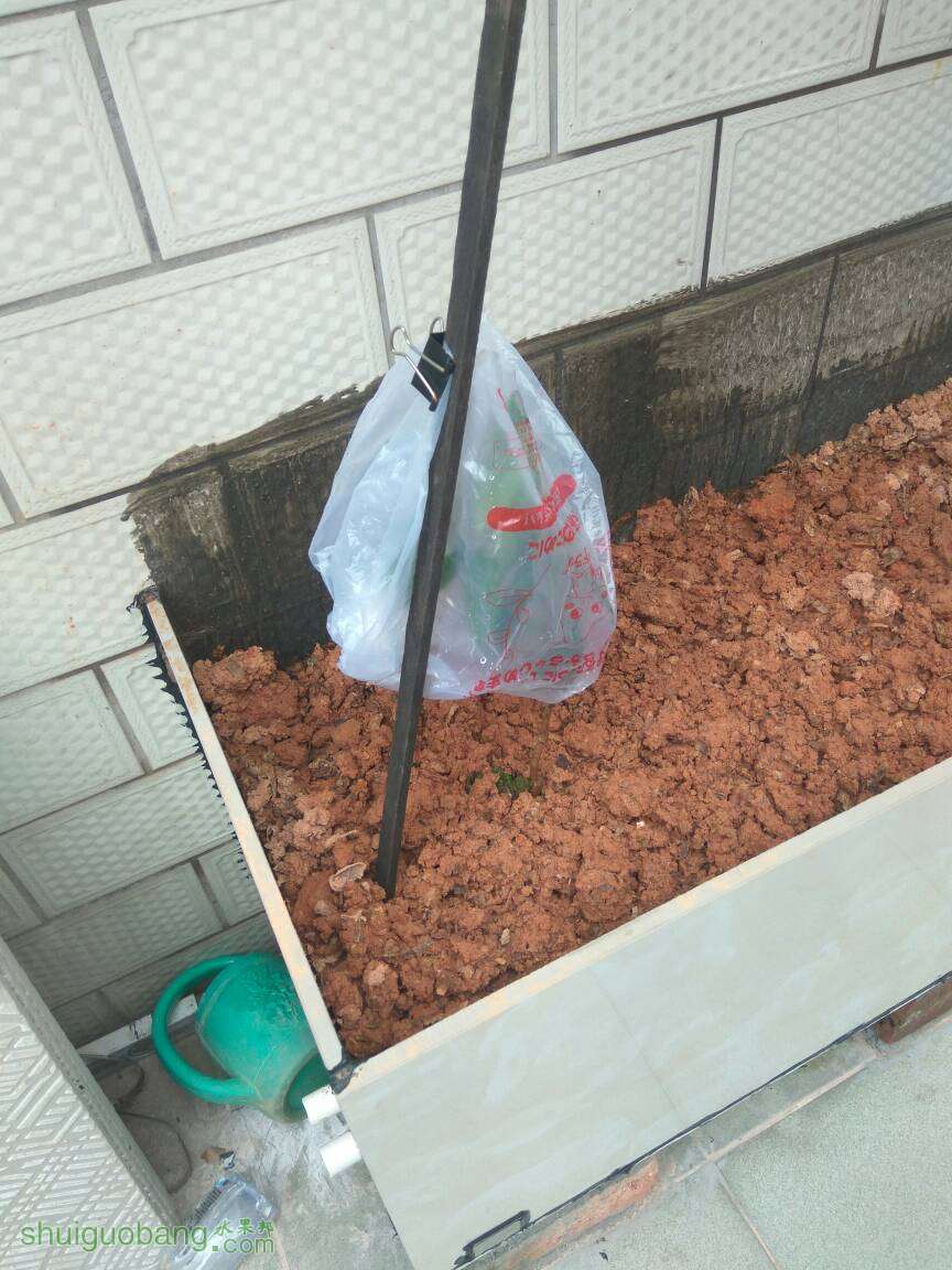 081403ioslimeaom9sosi9.jpg
