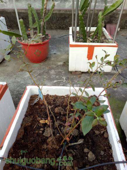 IMG20170102165237.jpg