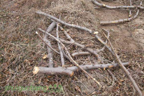 ������ 007.jpg