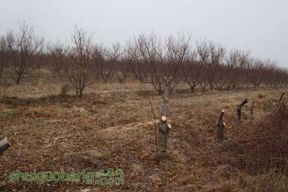 ������ 009.jpg