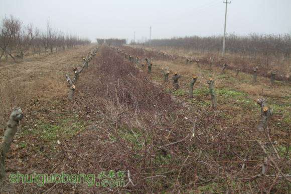 ������ 010.jpg