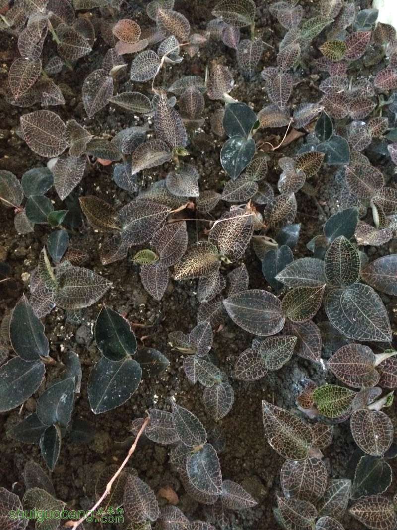 金线莲要怎么种植?