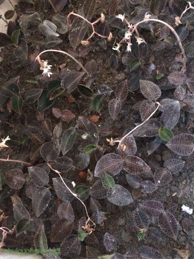 金线莲要怎么种植?