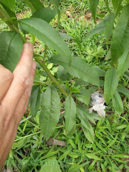 IMG20160529113221.jpg