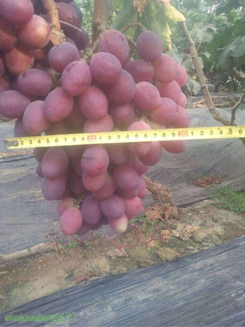 203505s0j0jjuj09x0yuzz.jpg