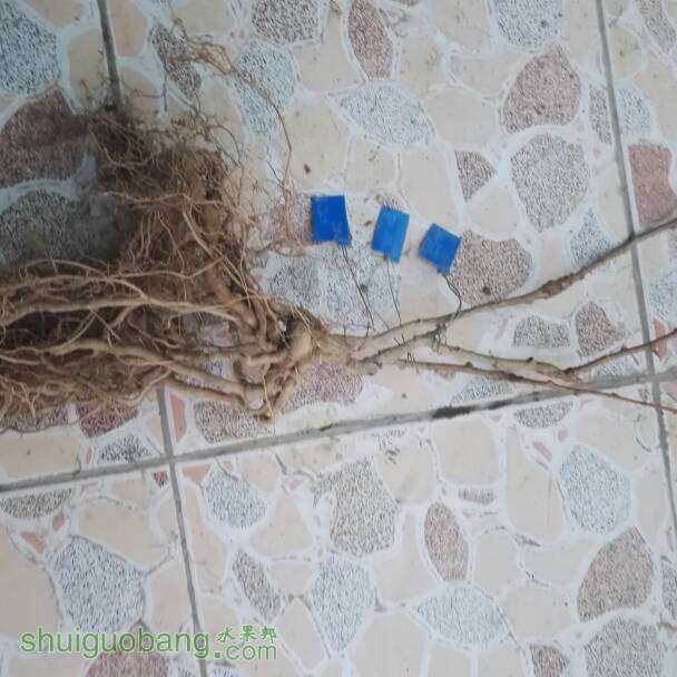 080029hz0hm0h81xcop4wz.jpg