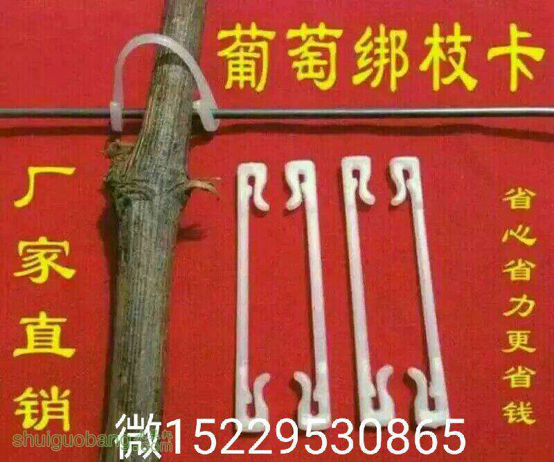 085253hcor7y9916ca0tgn.jpg
