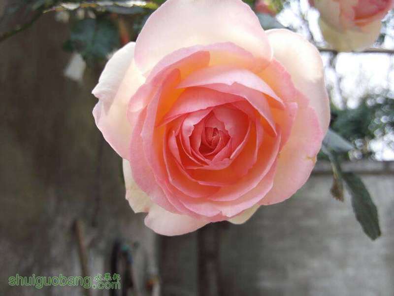 085911z7qqa97tg0a09tum.jpg