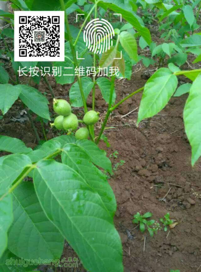 075258ji1g1qe1lntht3gb.jpg