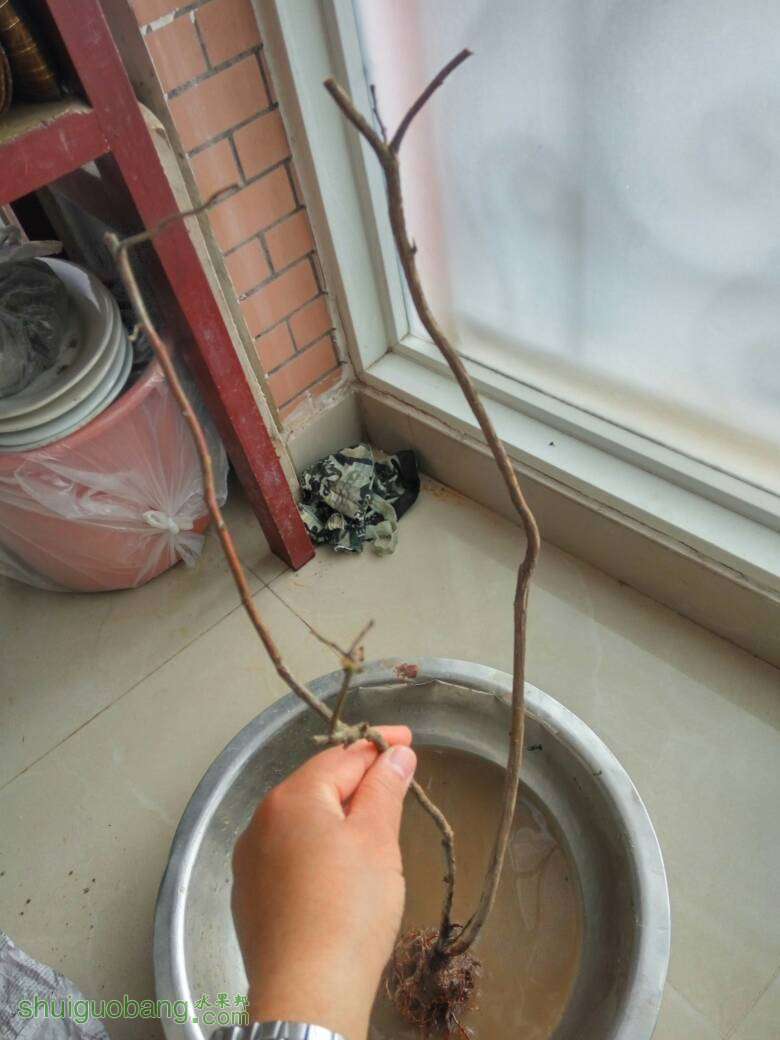162038iyw4t2cxpz0nwwxa.jpg