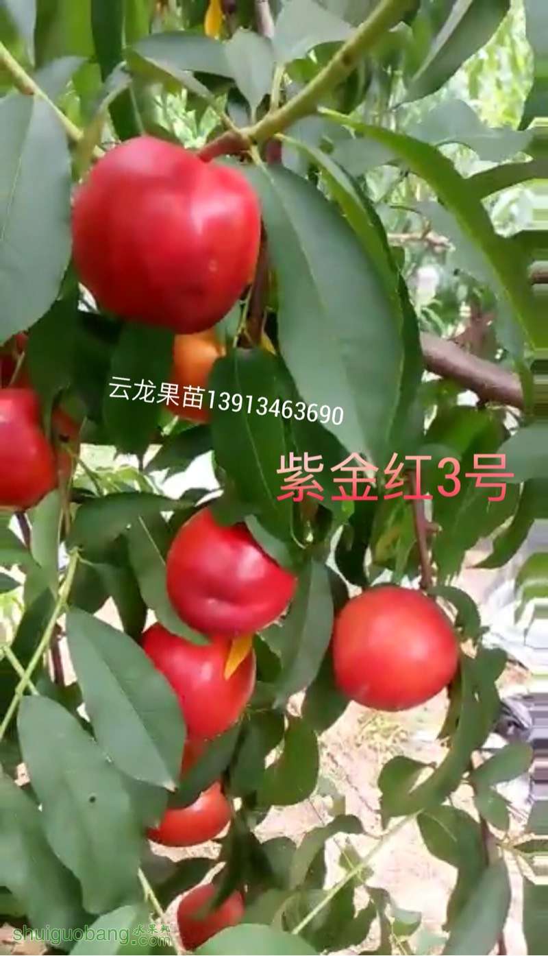 083930et8pa3at83su4a8x.jpg